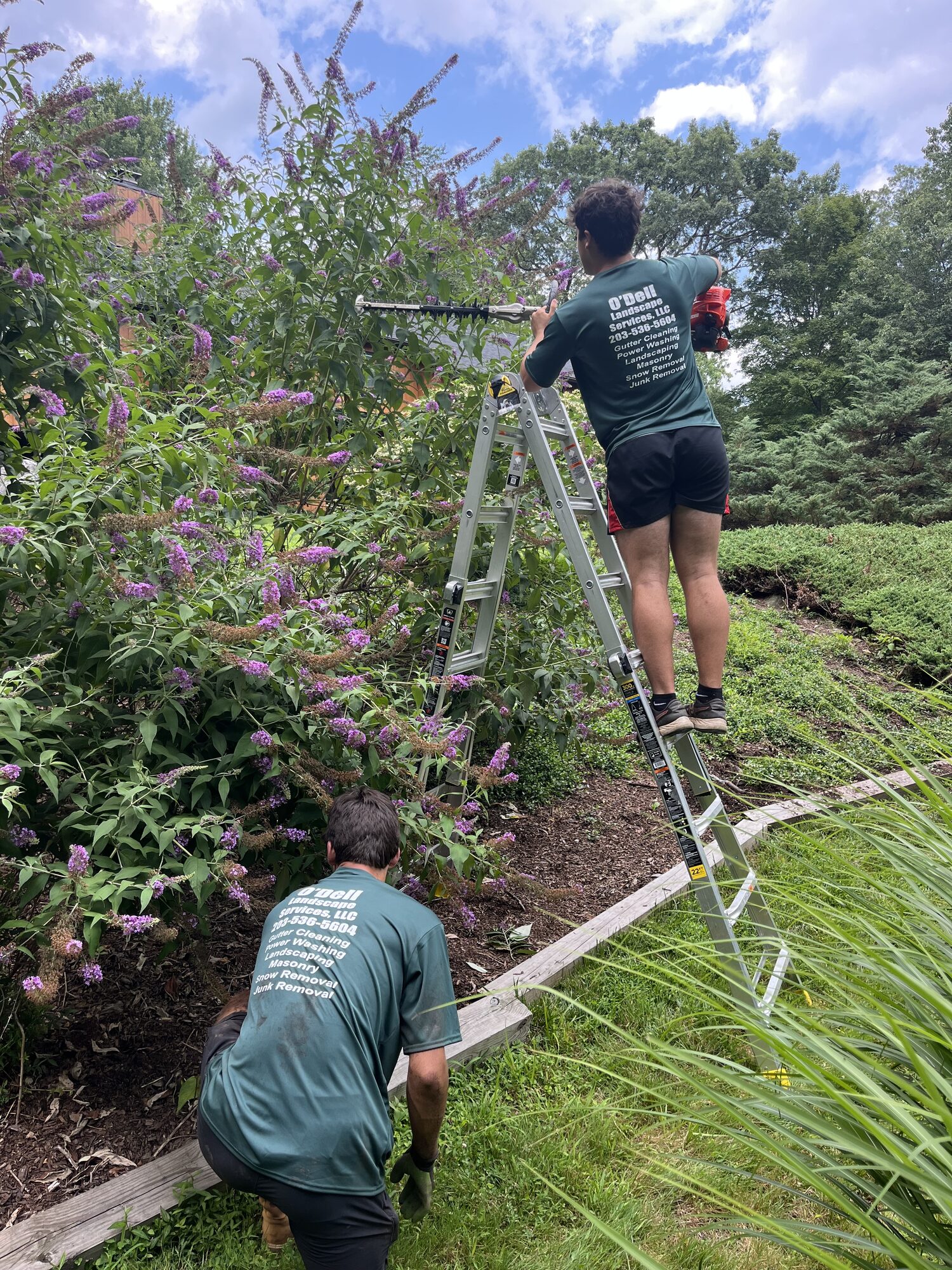 Crew trimming a tall hedge from a ladder