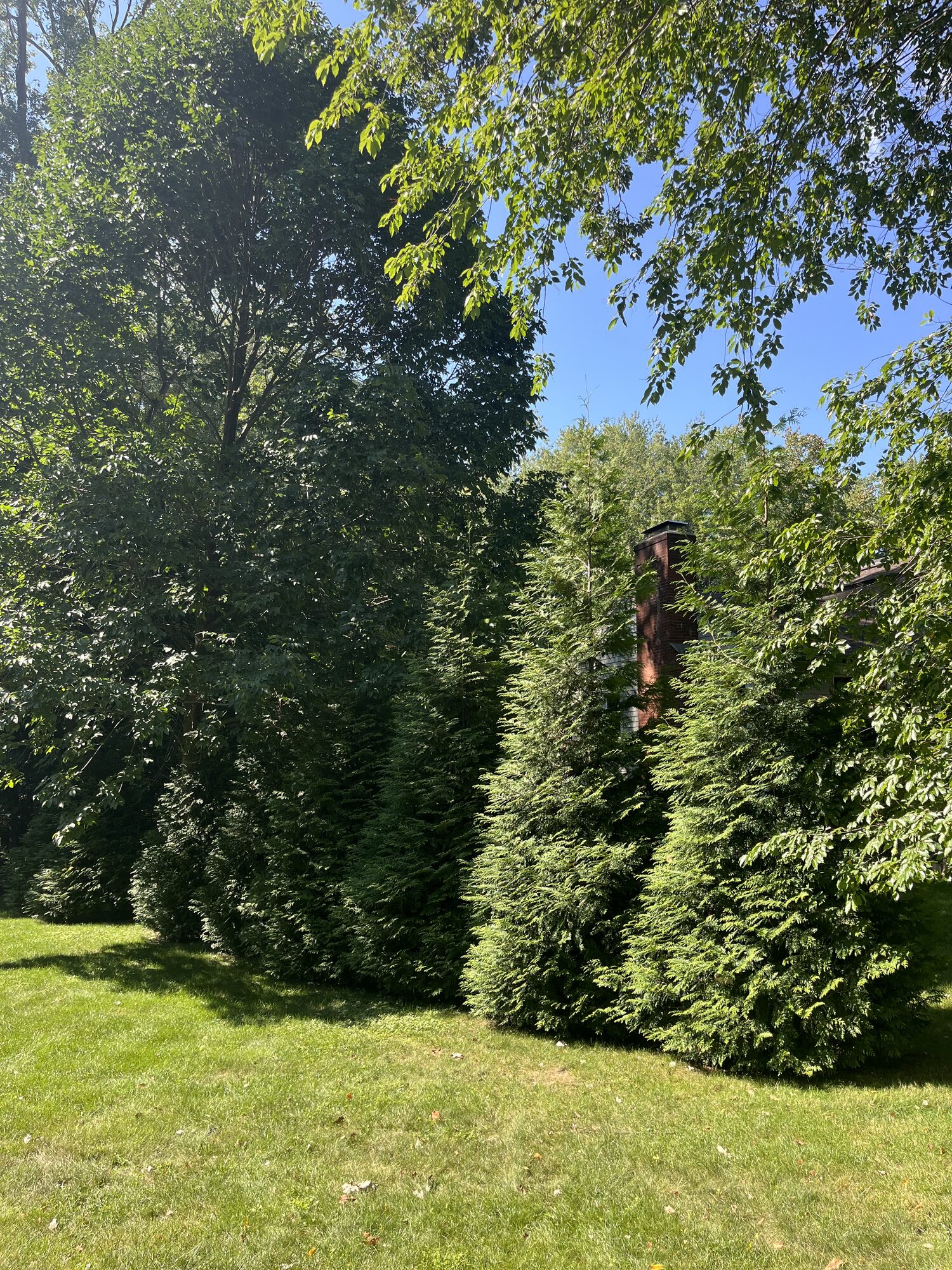 Tall privacy hedge screen between two properties
